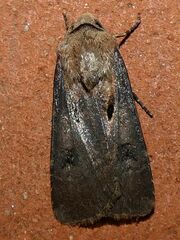 Agrotis exclamationis