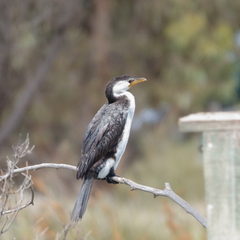Microcarbo melanoleucos