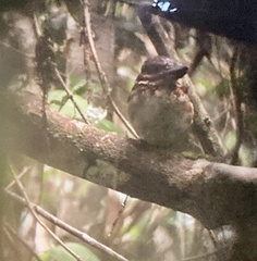 Melidora macrorrhina