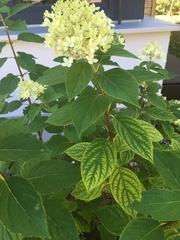 Hydrangea macrophylla