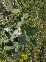 Salvia aethiopis