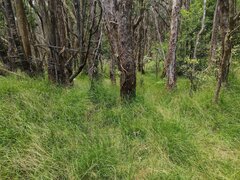 Microlaena stipoides