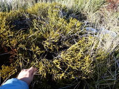 Veronica lycopodioides