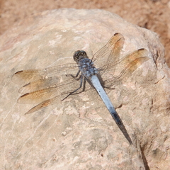 Orthetrum caledonicum