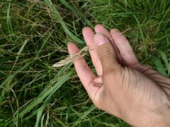 Anthoxanthum odoratum