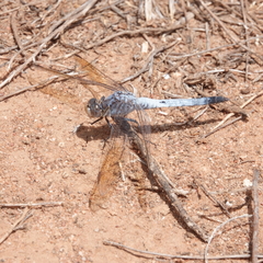 Orthetrum caledonicum