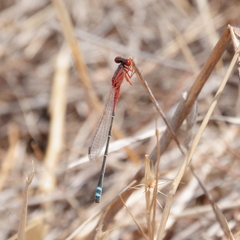 Xanthagrion erythroneurum