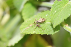 Himacerus apterus