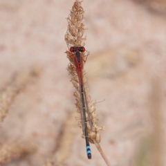 Xanthagrion erythroneurum