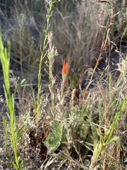 Castilleja minor stenantha