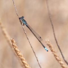 Ischnura heterosticta