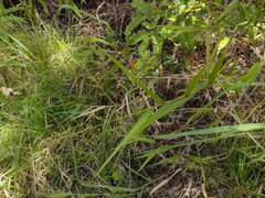 Isachne distichophylla