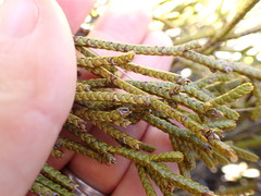 Veronica lycopodioides