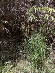 Schizachyrium condensatum