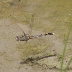 Orthetrum caledonicum