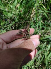 Fimbristylis dichotoma