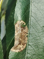 Phyllonorycter