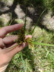 Cyperus polystachyos