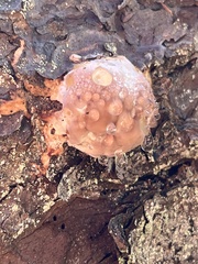 Leptoporus mollis