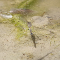 Orthetrum caledonicum