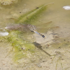 Orthetrum caledonicum