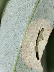 Phyllonorycter