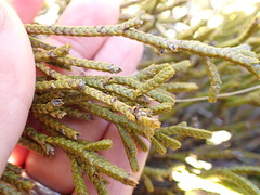 Veronica lycopodioides