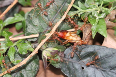 Oecophylla smaragdina