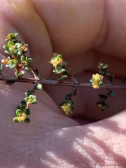 Pseudanthus orbicularis