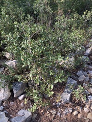 Smilax aspera