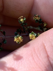 Pseudanthus orbicularis