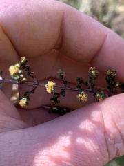 Pseudanthus orbicularis