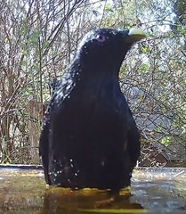 Ptilonorhynchus violaceus