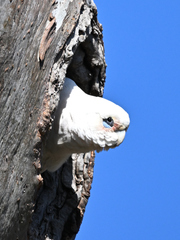 Cacatua sanguinea