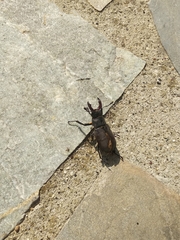 Lucanus cervus turcicus