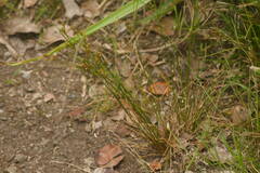 Juncus tenuis
