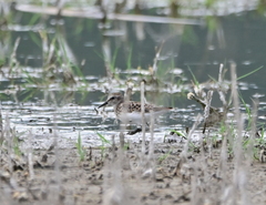 Calidris pusilla