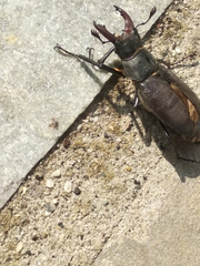 Lucanus cervus turcicus