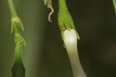 Formicidae