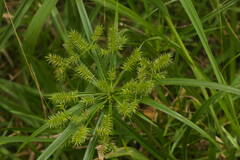 Cyperus meyenianus