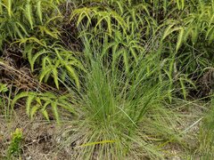 Andropogon bicornis