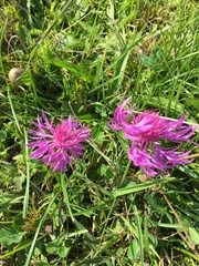 Centaurea jacea