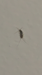 Lepismatidae