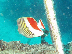 Chaetodon paucifasciatus