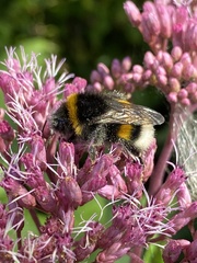 Bombus lucorum