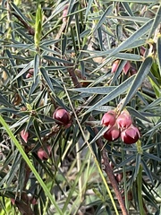 Melichrus erubescens