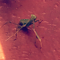 Sphodromantis viridis