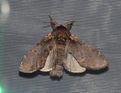 Notodonta dromedarius