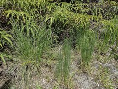 Andropogon