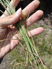 Fimbristylis